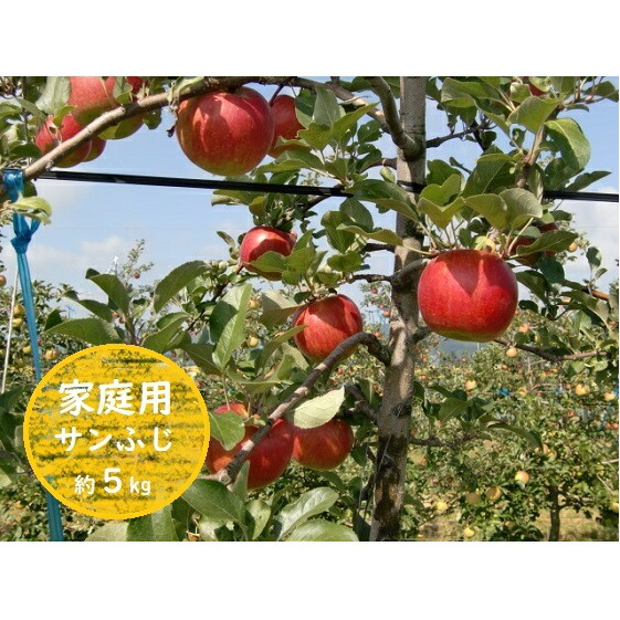 信州小諸・福井りんご園のサンふじりんご(家庭用)約5kg お届け