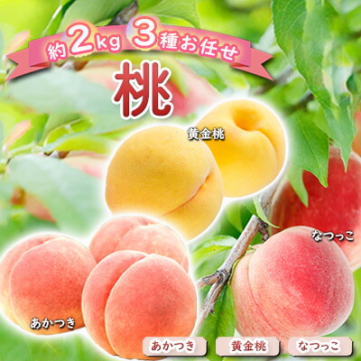 【ふるさと納税】桃 約2kg 3種お任せ あかつき なつっこ 黄金桃 果物 もも 3種類 白桃 黄桃 産地直送 長野県 小諸市 お届け:2026年8月上旬~8月下旬|長野県小諸市