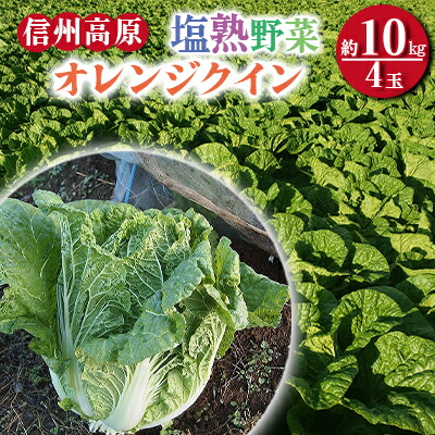 【ふるさと納税】信州高原塩熟野菜（オレンジクイン）約10kg 4玉 産地直送 葉物野菜 甘い やわらかい サラダ 生食 オレンジ白菜 白菜 まろやか 食材 料理 調理 　お届け：2025年10月～12月上旬