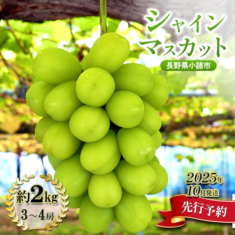 【ふるさと納税】【先行予約／2025年10月発送】シャインマスカット約2kg 3～4房 重量保証 信州 小諸 果物 フルーツ ぶどう ブドウ 種無し 甘い 完熟 季節限定 贈答用 大粒 産地直送 新鮮 お取り寄せ こだわり ギフト　お届け：2025年10月上旬～10月下旬まで