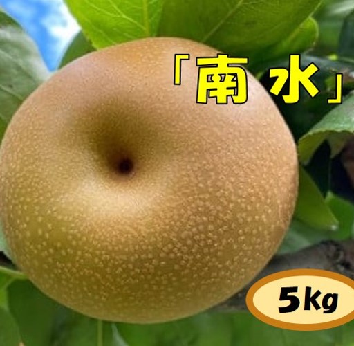 【ふるさと納税】【013-15】【数量限定】ガブッ！シャキ！ジュワー！と甘すぎ南水（梨　南水　5キロ）2025年秋発送　長野県　伊那市　南水　５キロ　5kg