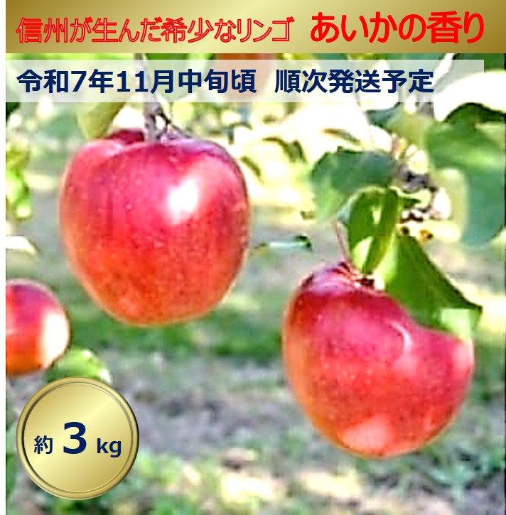 【ふるさと納税】【011-87】令和7年11月以降発送　幻のりんご　あいかの香り　約3キロ　信州が生んだりんごです（りんご・リンゴ・林檎）長野県　伊那市　あいかの香り　３キロ　3kg　与古美