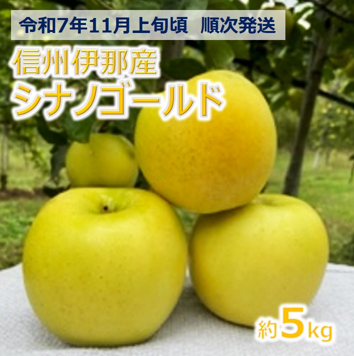 【ふるさと納税】【012-14】令和7年11月上旬発送　日持ちもよく、大人気、シナノゴールド5キロ（りんご・リンゴ・林檎）　長野県　伊那市　ふるさと納税　与古美