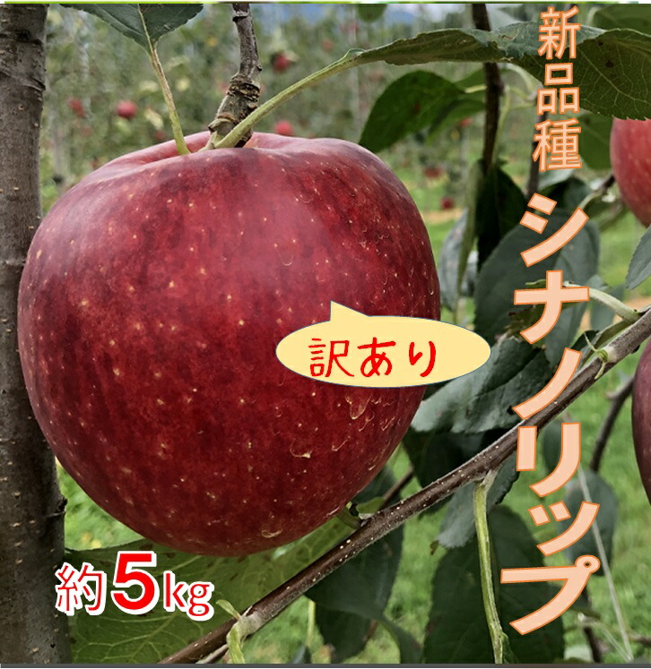 【ふるさと納税】【011-91】新品種！　信州のシナノリップ　訳あり　5キロ！　信濃三兄弟の一つ（りんご・リンゴ・林檎）　長野県　伊那市　与古美