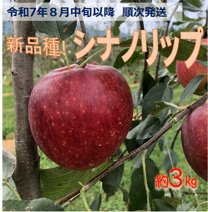 【ふるさと納税】令和7年8月中旬発送　新品種！　信州のシナノリップ　3キロ！　信濃三兄弟の一つ（りんご・リンゴ・林檎）　長野県　伊那市　与古美【011-90】