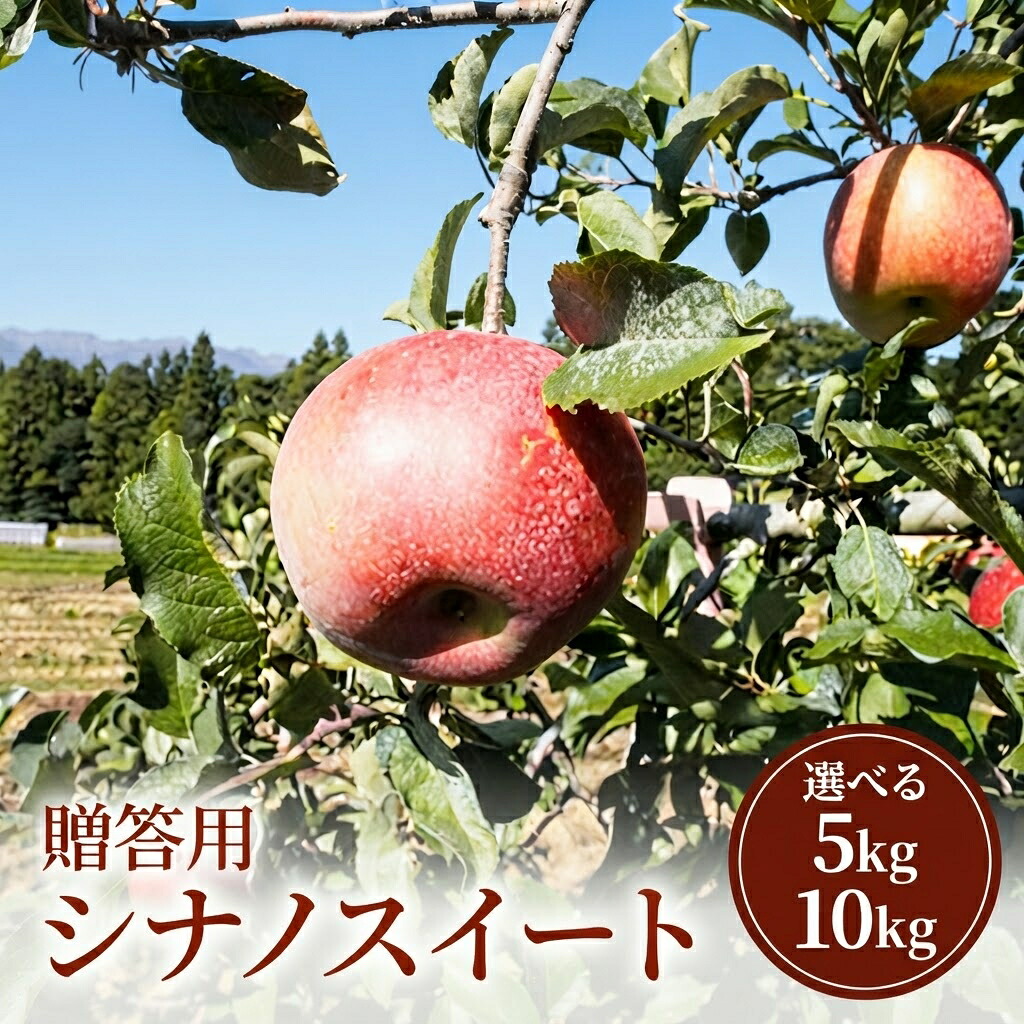 【ふるさと納税】2026年産 りんご 長野 特選 贈答用 シナノスイート 5kg （12～18玉） 産地直送 ギフト プレゼント 贈答 贈答品 贈り物 フルーツ 果物 デザート おやつ リンゴ 林檎 秋 旬 信州 南信州産 長野県 長野県産 2026 2026年　お届け：2026年10月上旬～10月下旬