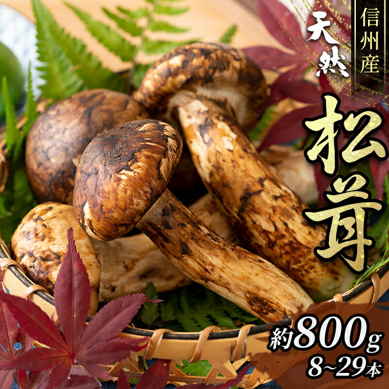 【ふるさと納税】信州産「天然松茸」（約800g/8～29本） 野菜 きのこ まつたけ　お届け：2025年9月下旬頃より順次発送