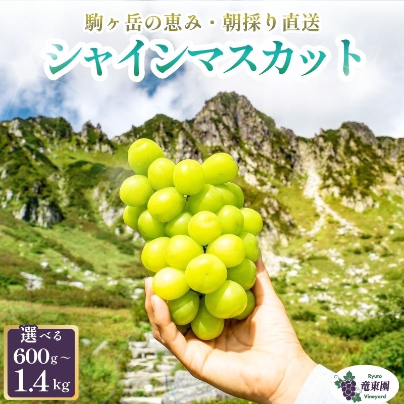 【ふるさと納税】【駒ヶ岳の恵み・朝採り直送】シャインマスカット特選房 選べる 約600g・約1kg・約1.4kg 中央アルプス 駒ヶ根産 種なし 皮ごと 山の雫 木曽駒ヶ岳 宝剣岳 千畳敷カール 寒暖差 信州 長野 ぶどう 2026　お届け：2026年10月上旬～11月下旬頃｜長野県駒ヶ根市