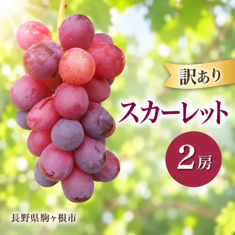 【ふるさと納税】2026年産訳ありスカーレット２房　種なし 果物 葡萄 ぶどう マスカット フルーツ 長野県 駒ケ根市 長野県 駒ケ根市　お届け：2026年10月上旬～10月下旬｜長野県駒ヶ根市 12,780円