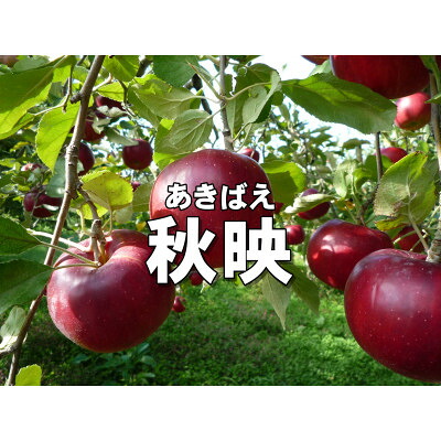 【ふるさと納税】パリッとりんご!秋映 約10kg【1530795】｜長野県中野市