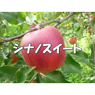 【ふるさと納税】シャキッ!甘～い!シナノスイート 約5kg【1536024】