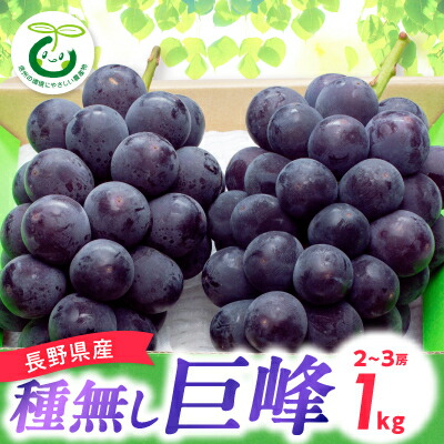 【ふるさと納税】【2025年先行予約】信州種無し巨峰 1kg(2～3房)_ 巨峰 ぶどう ブドウ 葡萄 長野県 信州 1kg 種なし 甘い 果物 くだもの フルーツ デザート 国産 産地直送 産直 贈答 ギフト プレゼント 贈り物 送料無料 【配送不可地域：離島】【1543061】
