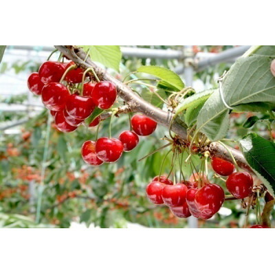 【ふるさと納税】【2025年発送】　信州中野産　さくらんぼ　紅秀峰　約1.2kg(約100g×12パック)【配送不可地域：離島】【1569964】
