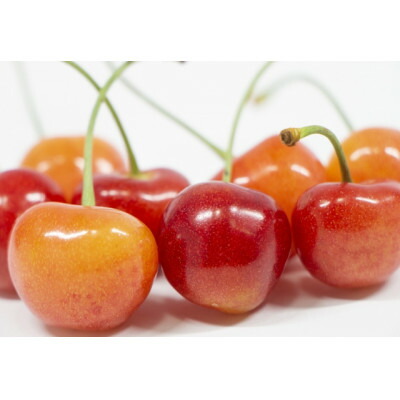 【ふるさと納税】【2025年発送】北信州のさくらんぼ 約1.2kg(約100g×12パック)品種おまかせ　贈答にも【配送不可地域：離島】【1575783】