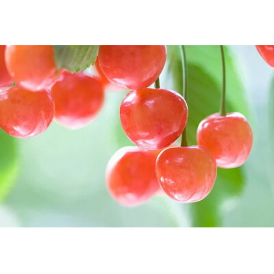 【ふるさと納税】産地直送　信州中野産　さくらんぼ　紅秀峰　約600g(約200g×3パック)【配送不可地域：離島】【1582379】