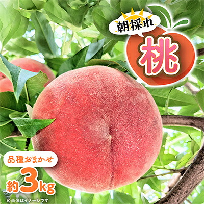 【ふるさと納税】【信州中野まつじるし農園】品種おまかせ朝採れ桃 約3kg【配送不可地域:離島】【1621974】|長野県中野市