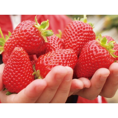 【ふるさと納税】【2026年発送予定】長野県産 いちご 紅ほっぺ 1パック【約200g】【配送不可地域：離島】【1705293】