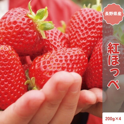 【ふるさと納税】【2026年発送予定】長野県産 いちご 紅ほっぺ 4パック【約800g】【配送不可地域：離島】【1705300】