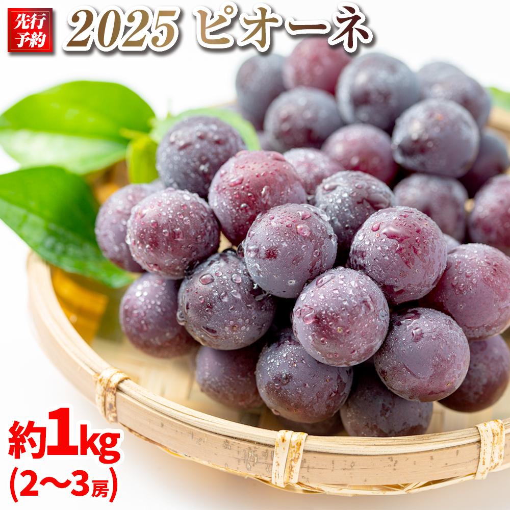 【ふるさと納税】【先行予約】2025　ピオーネ　２房～３房　約1キロ　【９月下旬頃～順次発送予定】　長野県産　国際特許有機肥料栽培　 | フルーツ 果物 くだもの 食品 人気 おすすめ 送料無料