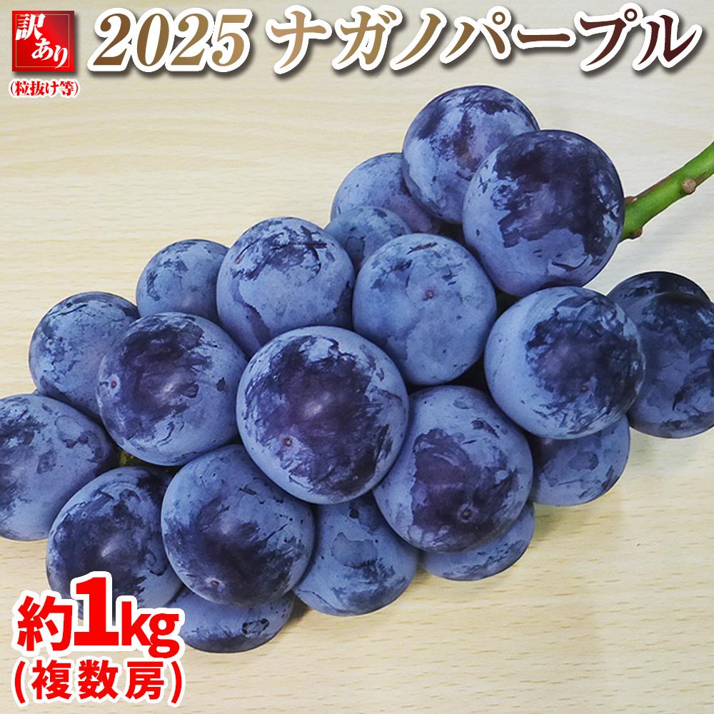【ふるさと納税】【先行予約】2025　ナガノパープル【訳あり粒抜け等】　房複数　約1キロ　長野県産  【9月下旬頃～順次発送予定】国際特許有機肥料栽培 | フルーツ 果物 くだもの 食品 人気 おすすめ 送料無料