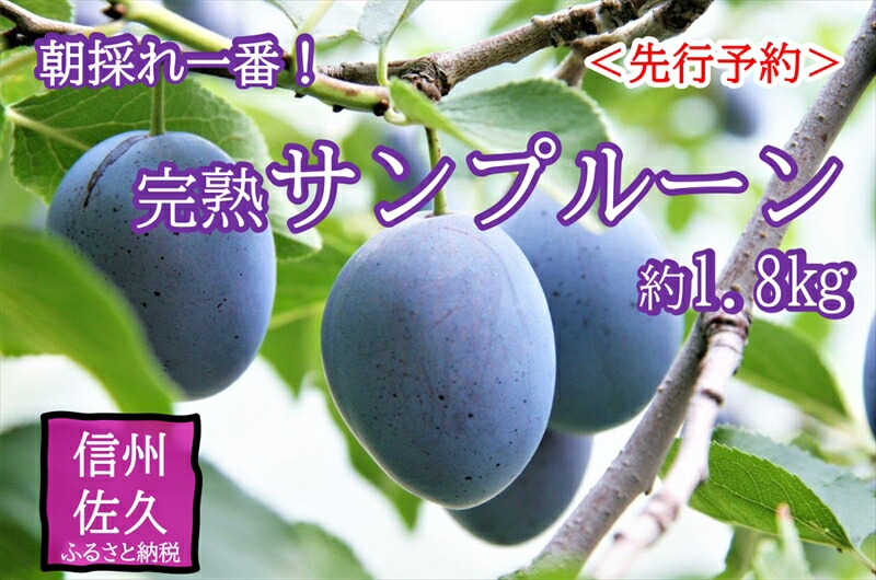 【ふるさと納税】【先行予約】長野県産 サンプルーン 約1.8kg 〈2026年9月3日～25日出荷／ 北海道・沖縄・離島は配送不可＞信州 果物 セイヨウスモモ 旬彩 期間限定 【 フルーツ 長野県 佐久市 】｜長野県佐久市