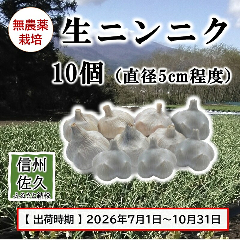 【ふるさと納税】生ニンニク 10個 （直径5cm程度） （2026年7月～10月出荷／沖縄・離島は配送不可） にんにく　ガーリック　最高級ホワイト六片種　無農薬　長野県　佐久市　旬彩　国産　信州｜長野県佐久市