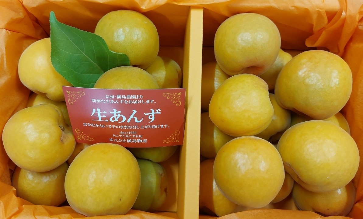 【ふるさと納税】【2025年先行予約】【数量限定】あんず ハーコット 2パック(計約1.2kg)｜ 生あんず 信州あんず 杏子 アンズ アプリコット 期間限定 千曲市 長野県産 信州
