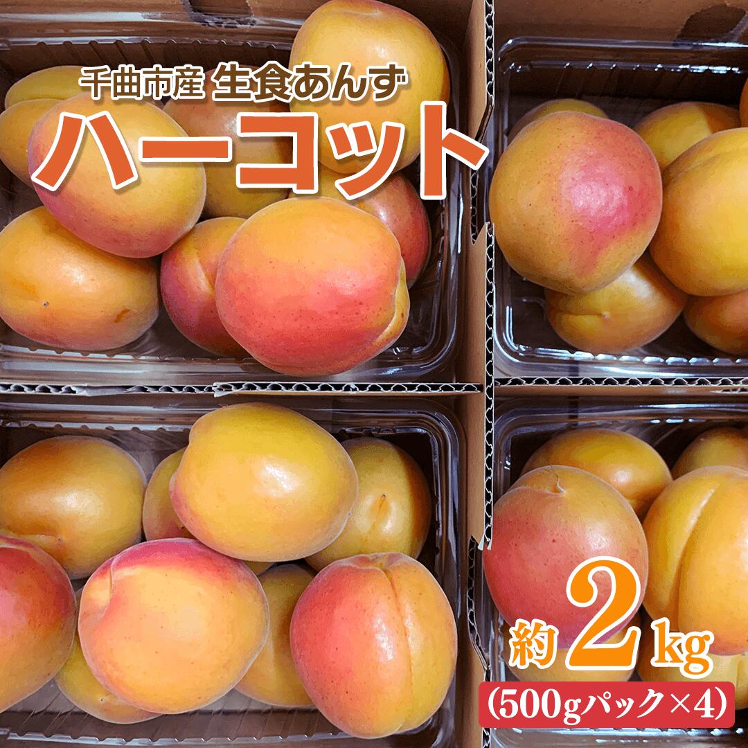 【ふるさと納税】【2025年先行予約】【数量限定】 あんず ハーコット 生食用 約2kg｜ 杏子 アプリコット 長野県産 千曲市 信州