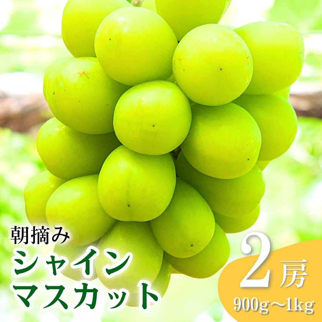 【ふるさと納税】【2026年先行予約】シャインマスカット 朝摘み 約900g ~ 1kg（2房） 葡萄 ブドウ 白ぶどう 朝採り 種無し 種なし 皮ごと 千曲市 長野県 信州