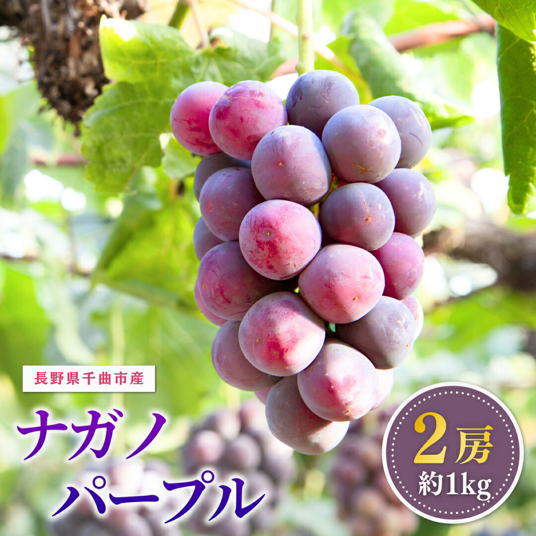 【ふるさと納税】【2026年先行予約】ぶどう 家庭用 ナガノパープル 約1kg 2房|葡萄 グレープ 果物 フルーツ ナガノパープル 1kg 信州ぶどう 信州葡萄 産地直送 種無し 皮ごと食べれる 巨峰とリザマートから誕生 黒ぶどう長野パープル 信州 長野 千曲市 送料無料