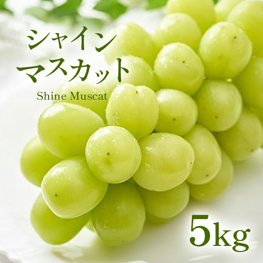 市場 ふるさと納税 先行予約 シャインマスカット 5kg 弾ける味わい 2022年9月下旬〜順次発送予定