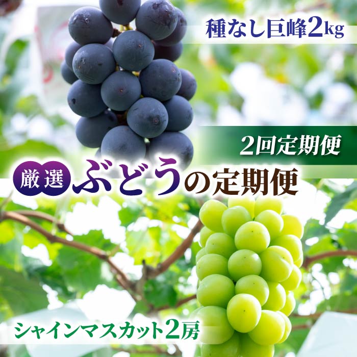 【ふるさと納税】【2回定期便】厳選ぶどうの定期便(シャインマスカット2房1.1kg以上と種なし巨峰 約2kg)|【JA信州うえだ】ぶどう 葡萄 大粒 果物 フルーツ 生食 頒布会 長野 信州|長野県東御市