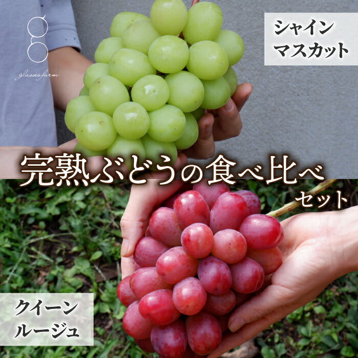 【ふるさと納税】先行受付2025年発送【glasses farm】完熟ぶどうの贈り物（シャインマスカット×クイーンルージュ・・各1房）※2025年9月中旬～10月末頃発送予定