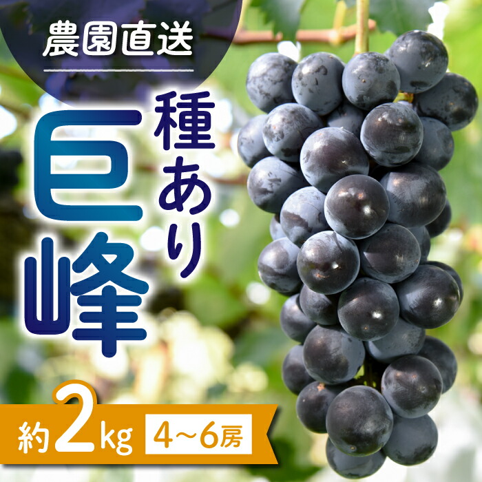 【ふるさと納税】【先行受付2025年発送】種あり巨峰2kg（4~6房）｜秀果園　※2025年9月~10月順次発送予定