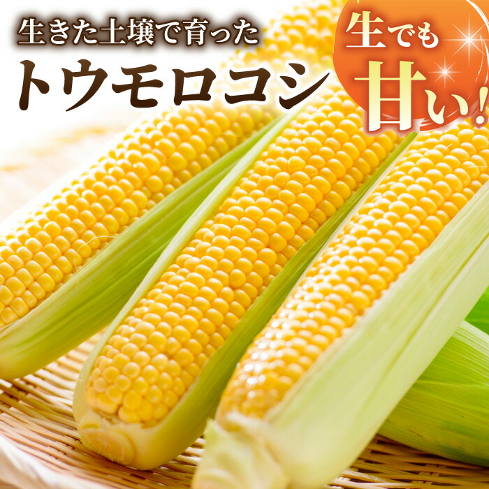【ふるさと納税】先行予約【里山JAPAN】生でもすごく甘い！生きた土壌で育った『とうもろこし』｜2025年7月以降発送予定