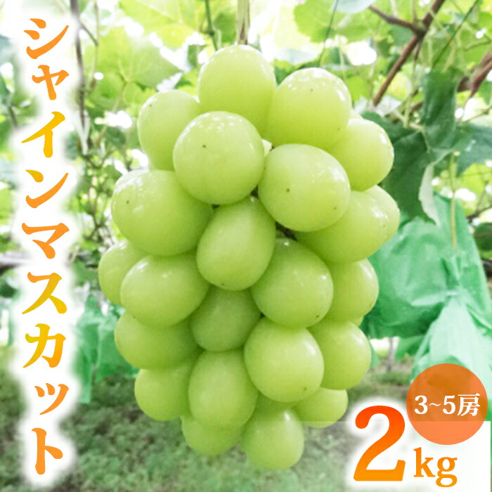 【ふるさと納税】先行受付2025年発送【土屋農園】農家直送！シャインマスカット2Kg（3～5房）※2025年9月下旬～10月中旬順次発送