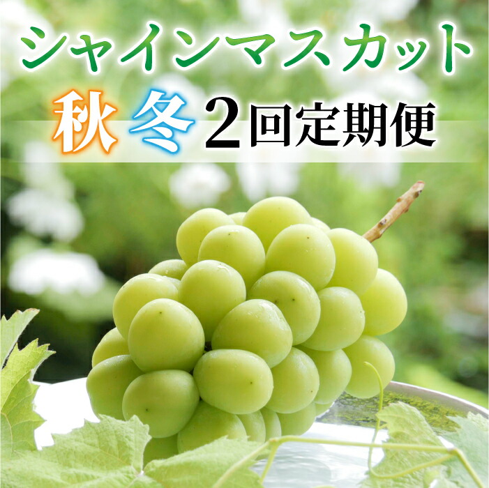 【ふるさと納税】【2回定期便】（2025年発送）シャインマスカット秋＆冬お届け便
