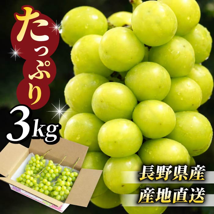 【ふるさと納税】【先行受付2026年発送】★高評価 東御市産シャインマスカット3kg（5～6房）【2026年9月中旬以降お届け】長野県 長野 人気 ぶどう 贈答用 ギフト フルーツ 果物 おすすめ 厳選 種無し 皮ごと 大粒