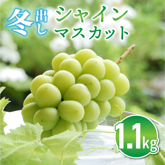 【ふるさと納税】東御市産 冬出し シャインマスカット 約1.1kg (2房) ぶどう 葡萄 マスカット 家庭用 お取り寄せ ギフト フルーツ 果物 甘い 美味しい 国産 信州 長野県東御市 <br>※2025年11月下旬～12月中旬頃に順次発送予定