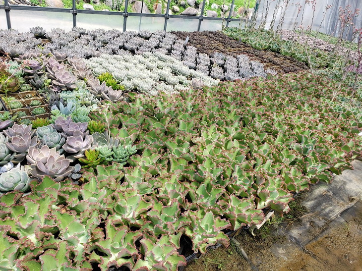 【ふるさと納税】東御市産GreenPlants!多肉植物エケベリア9種セット(2.5号ポット)|趣味園芸寄せ植え