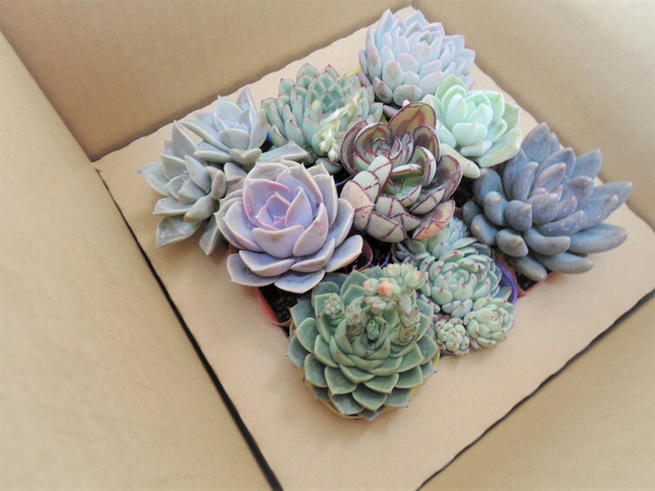 【ふるさと納税】東御市産GreenPlants!多肉植物エケベリア9種セット(2.5号ポット)|趣味園芸寄せ植え