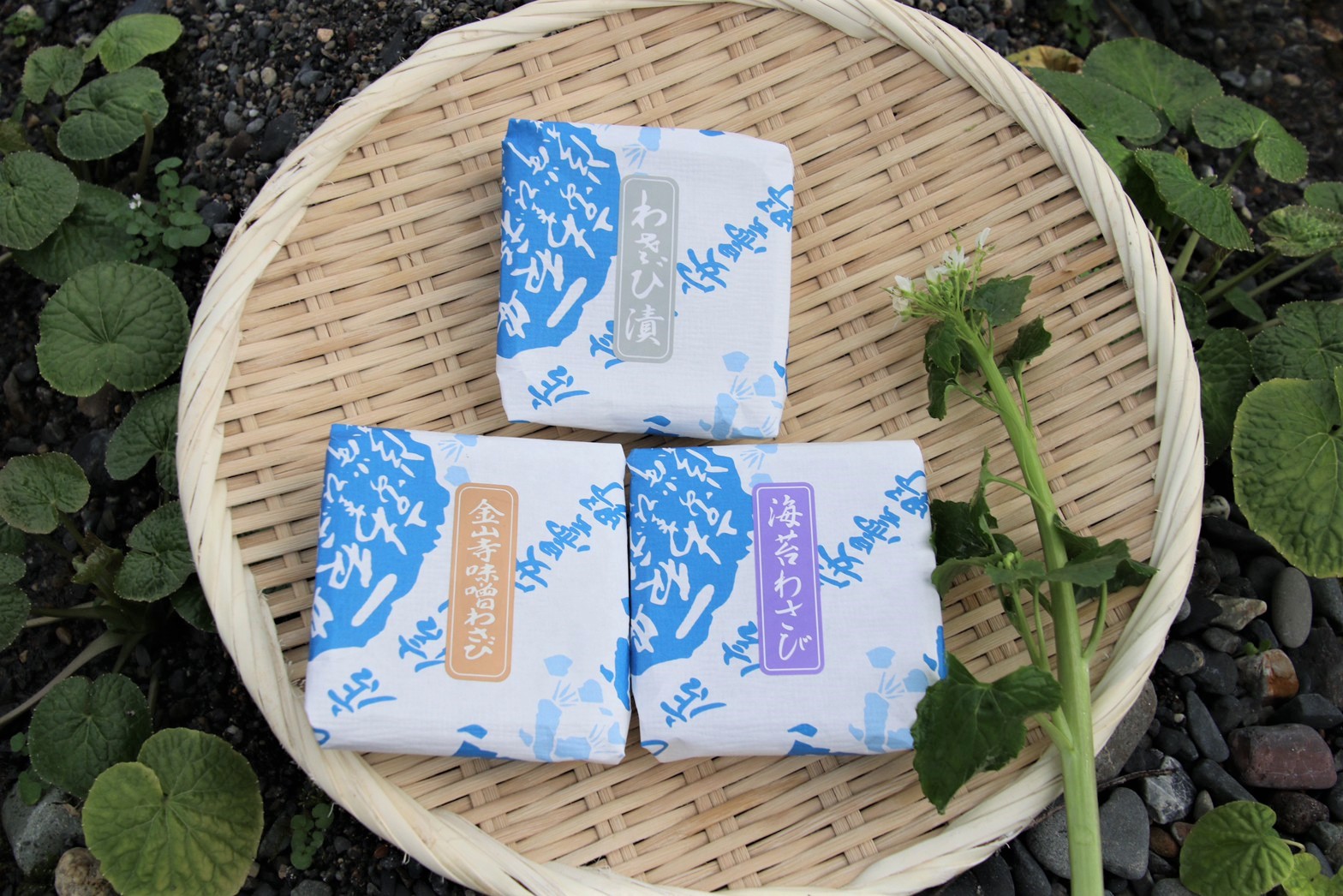 楽天市場】【ふるさと納税】藤屋わさび農園 【特選】生わさびとそば