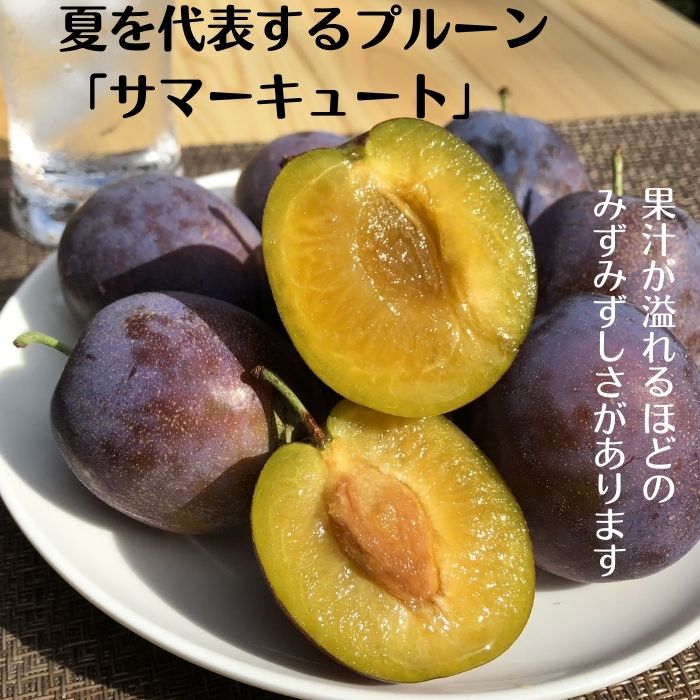 【ふるさと納税】サマーキュート【期間限定】〔RS-09〕