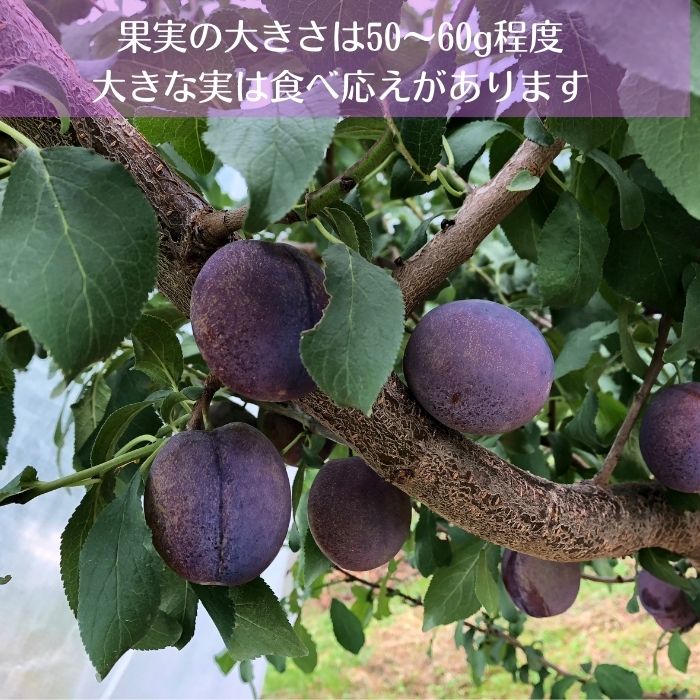 【ふるさと納税】サマーキュート【期間限定】〔RS-09〕