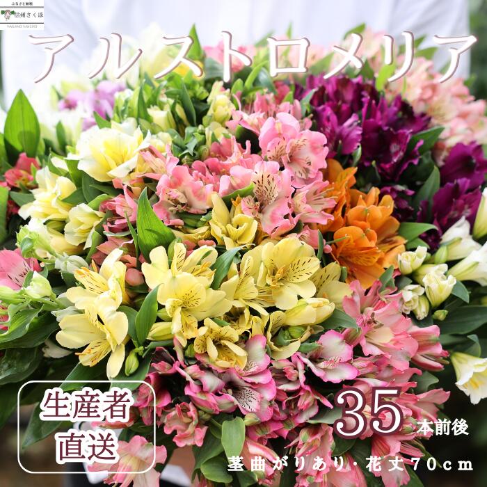 【楽天市場】【ふるさと納税】華やかな アルストロメリア【生花】花農家直送品C 9月～3月発送 （多少茎の曲がりあり・花丈70cm・35本前後 ...