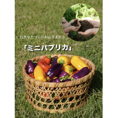 【ふるさと納税】【令和8年度先行予約】高糖度ミニパプリカ　約1kg【配送不可地域：離島】【1474898】
