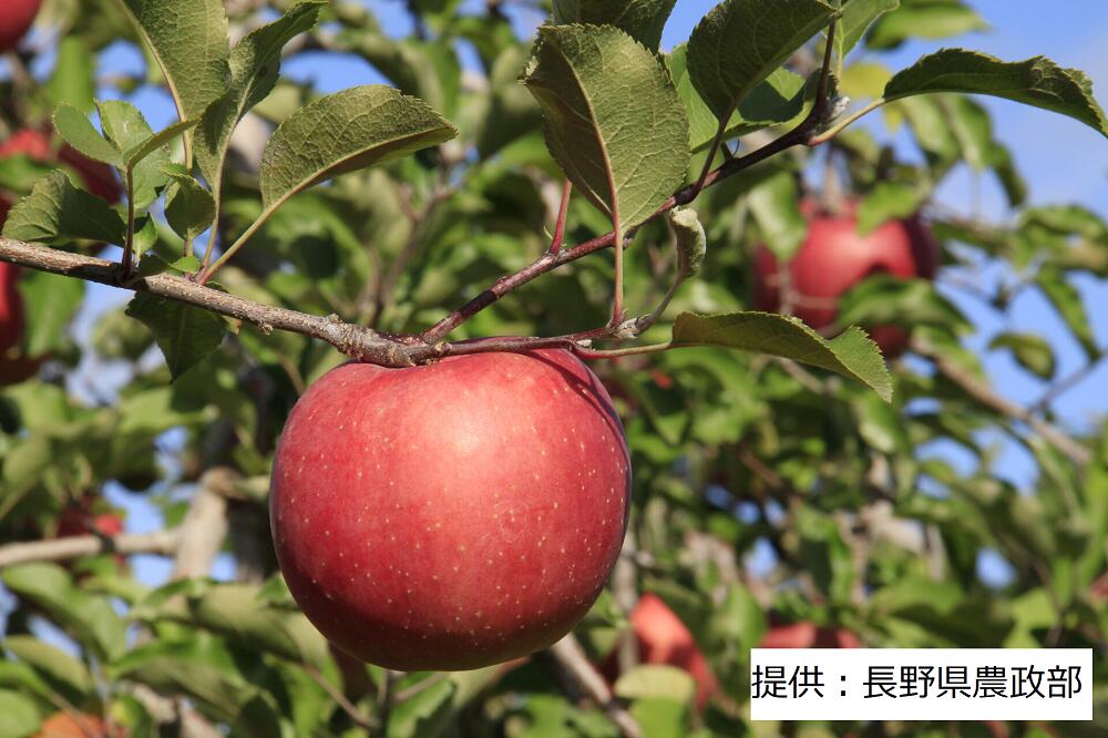 【ふるさと納税】限定30箱！　003-001 〈果実 〉 ふじりんご 1箱（5Kg）