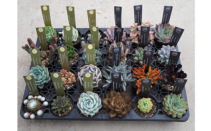 ふるさと納税 八ヶ岳伸び多肉植物2 5一片丼鉢お任せ24種類アソート 植物 Marchesoni Com Br