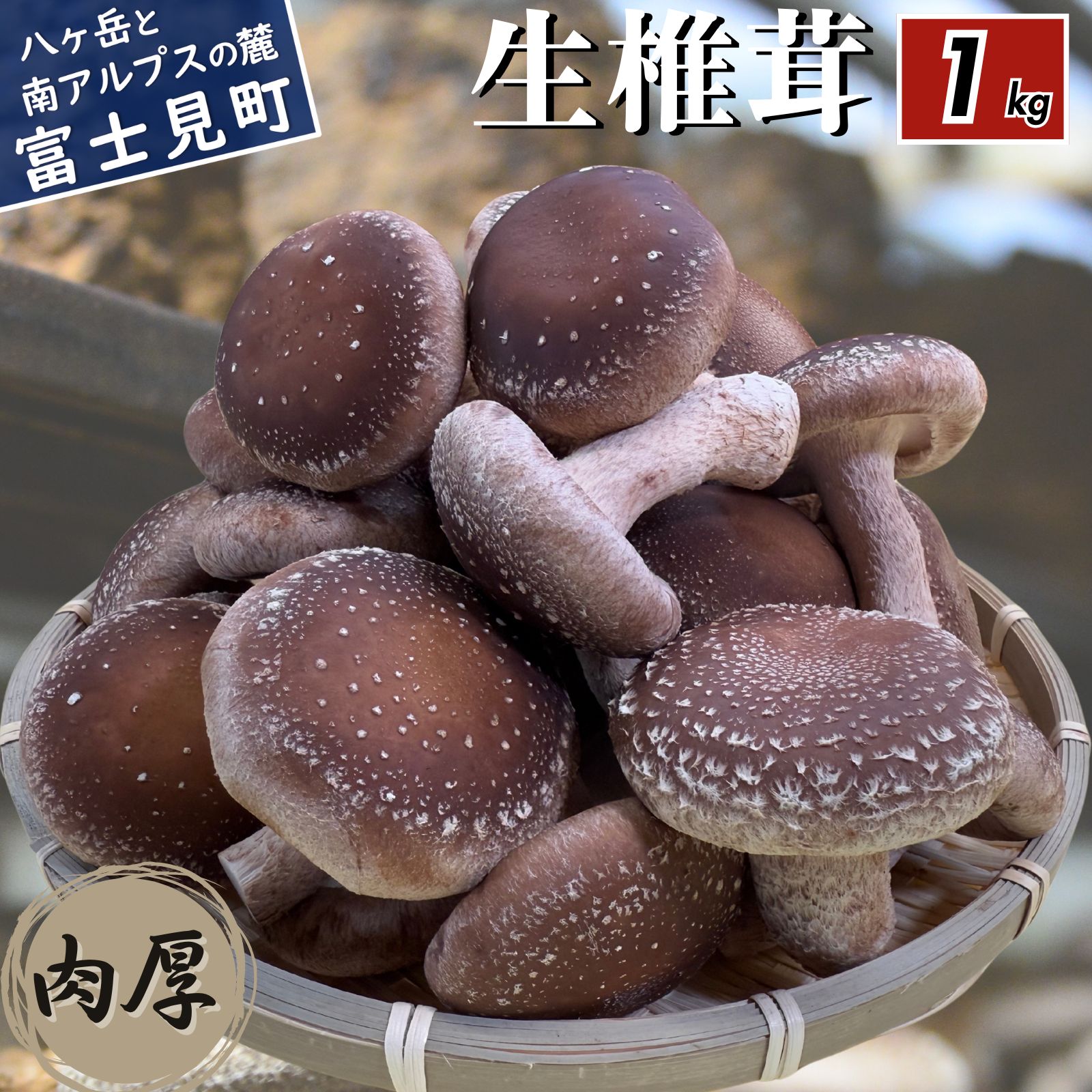【ふるさと納税】 肉厚 生しいたけ 1kg 八ヶ岳山麓育ち 国産 朝採れ 安心安全 農薬不使用 ハウス栽培 芳醇な香り 椎茸 信州 送料無料 【発送時期:9月~翌年5月の期間】|長野県富士見町