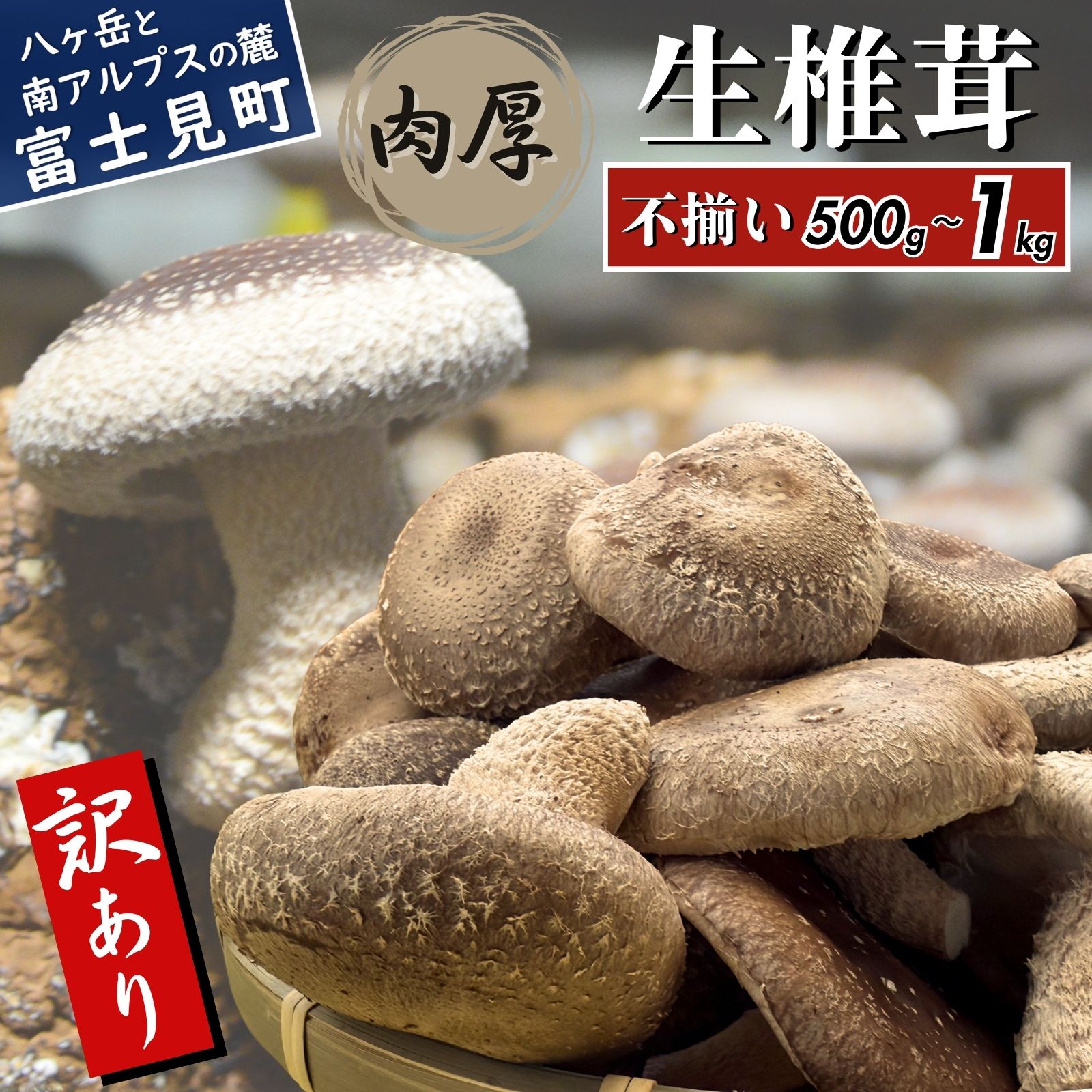 【ふるさと納税】 訳あり 肉厚 生しいたけ 500g～1kg 八ヶ岳山麓育ち 国産 朝採れ 安心安全 農薬不使用 ハウス栽培 芳醇な香り 形不揃い 椎茸 信州 送料無料【発送時期：9月～翌年5月の期間】｜長野県富士見町